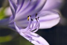 Pistils d'agapanthe (Tarn, France)