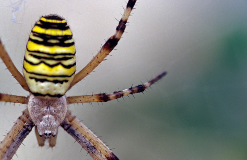 Argiope bruennichi